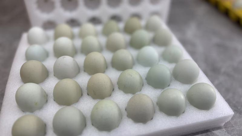 益生菌配合饲养，五黑鸡绿壳蛋