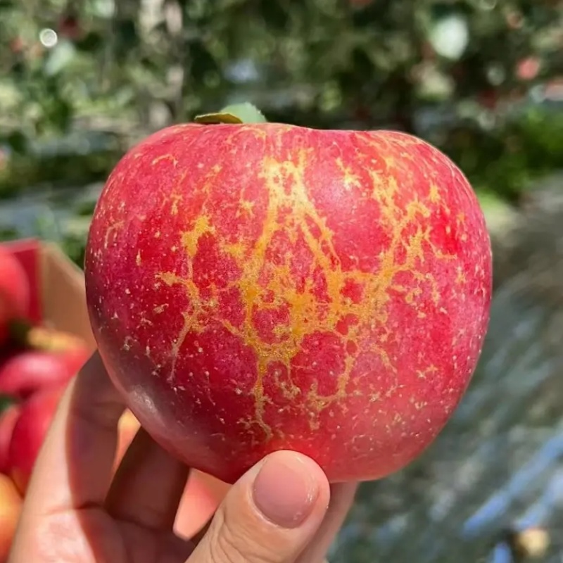 正品冰糖心苹果苗品种纯真树苗基地现起现发成活率高