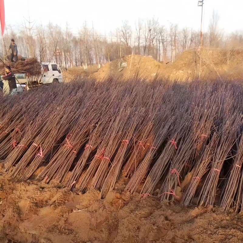 正品冰糖心苹果苗品种纯真树苗基地现起现发成活率高