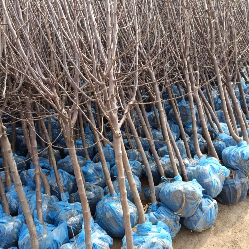 正品冰糖心苹果苗品种纯真树苗基地现起现发成活率高