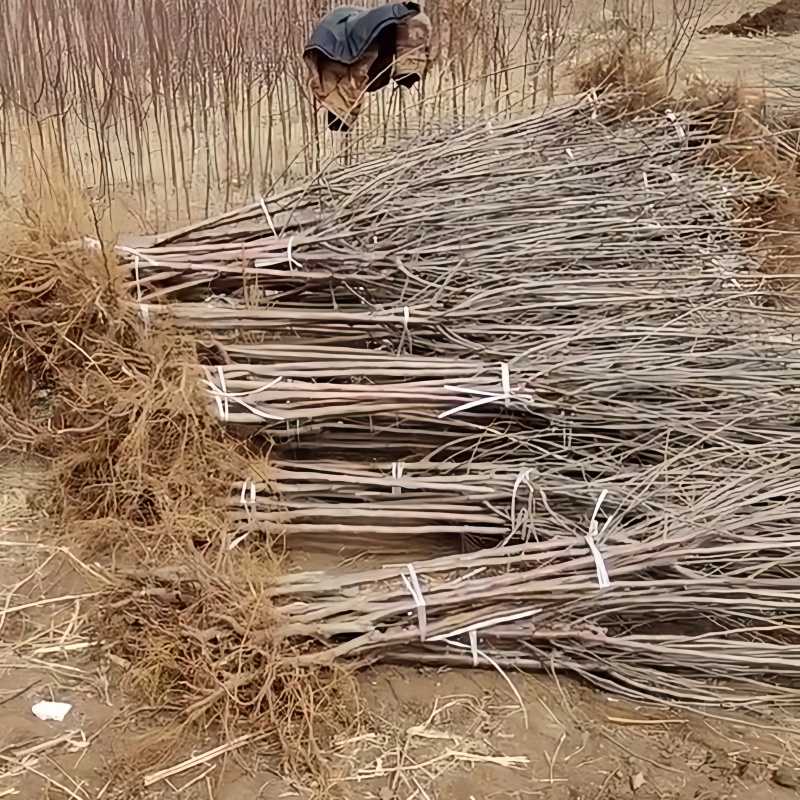 正品冰糖心苹果苗品种纯真树苗基地现起现发成活率高