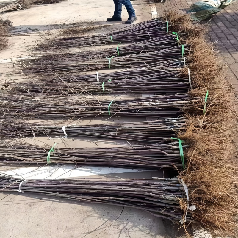 正品冰糖心苹果苗品种纯真树苗基地现起现发成活率高
