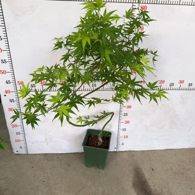 广州直销绿方盆加仑流泉枫一件20装，（造型随机）