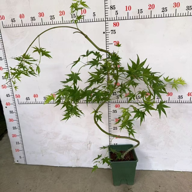 广州直销绿方盆加仑流泉枫一件20装，（造型随机）