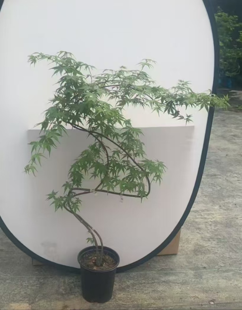 广州直销绿方盆加仑流泉枫一件20装，（造型随机）