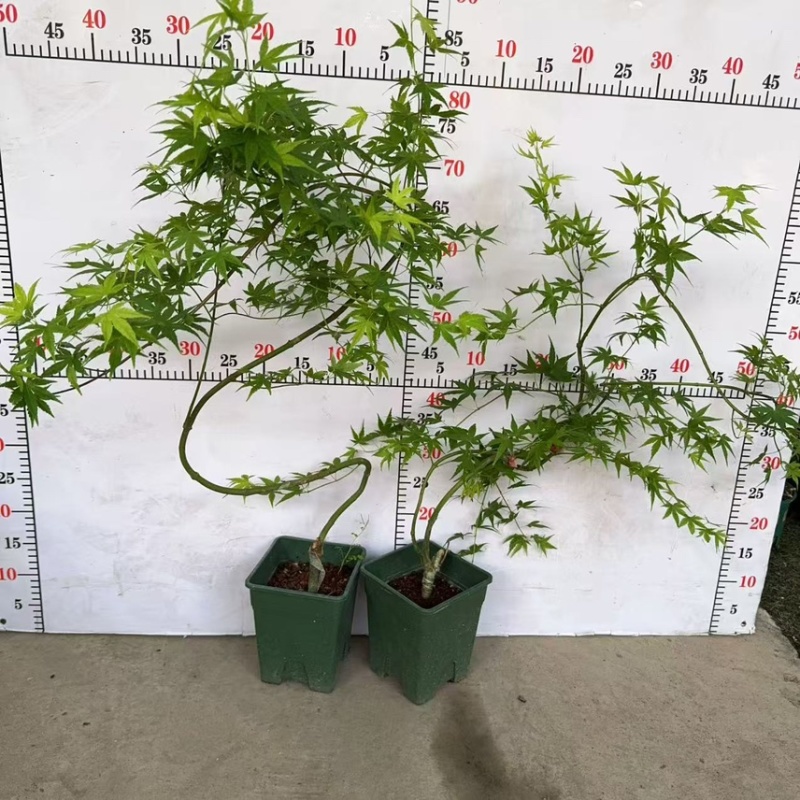广州直销绿方盆加仑流泉枫一件20装，（造型随机）