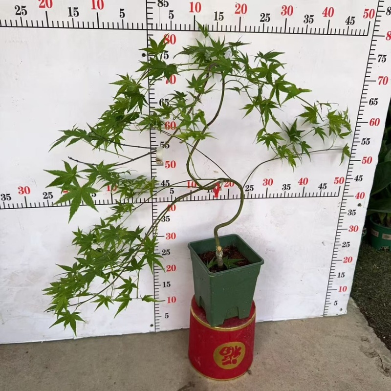 广州直销绿方盆加仑流泉枫一件20装，（造型随机）