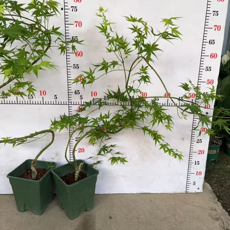 广州直销绿方盆加仑流泉枫一件20装，（造型随机）