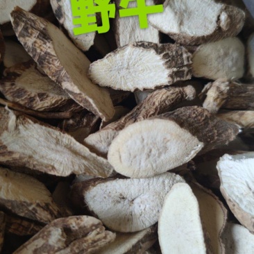 小叶牛大力野牛片