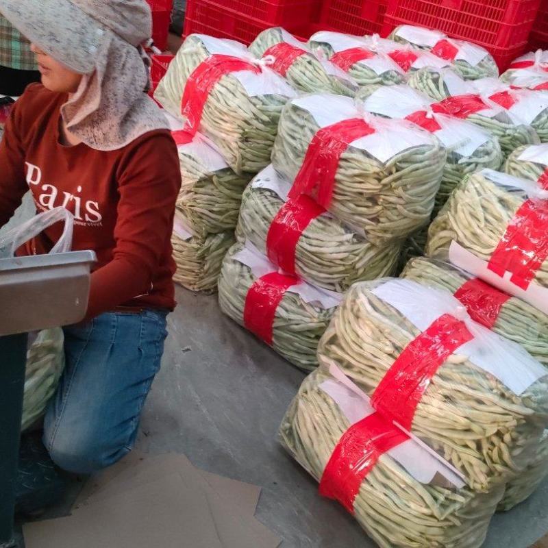 精品芸豆白不老大量上市中。