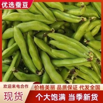 南通蚕豆产地直发货源充足价格优惠欢迎致电咨询