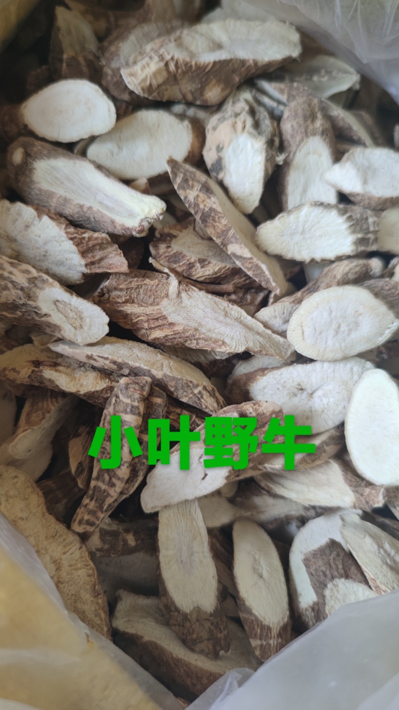 小叶牛大力野牛片