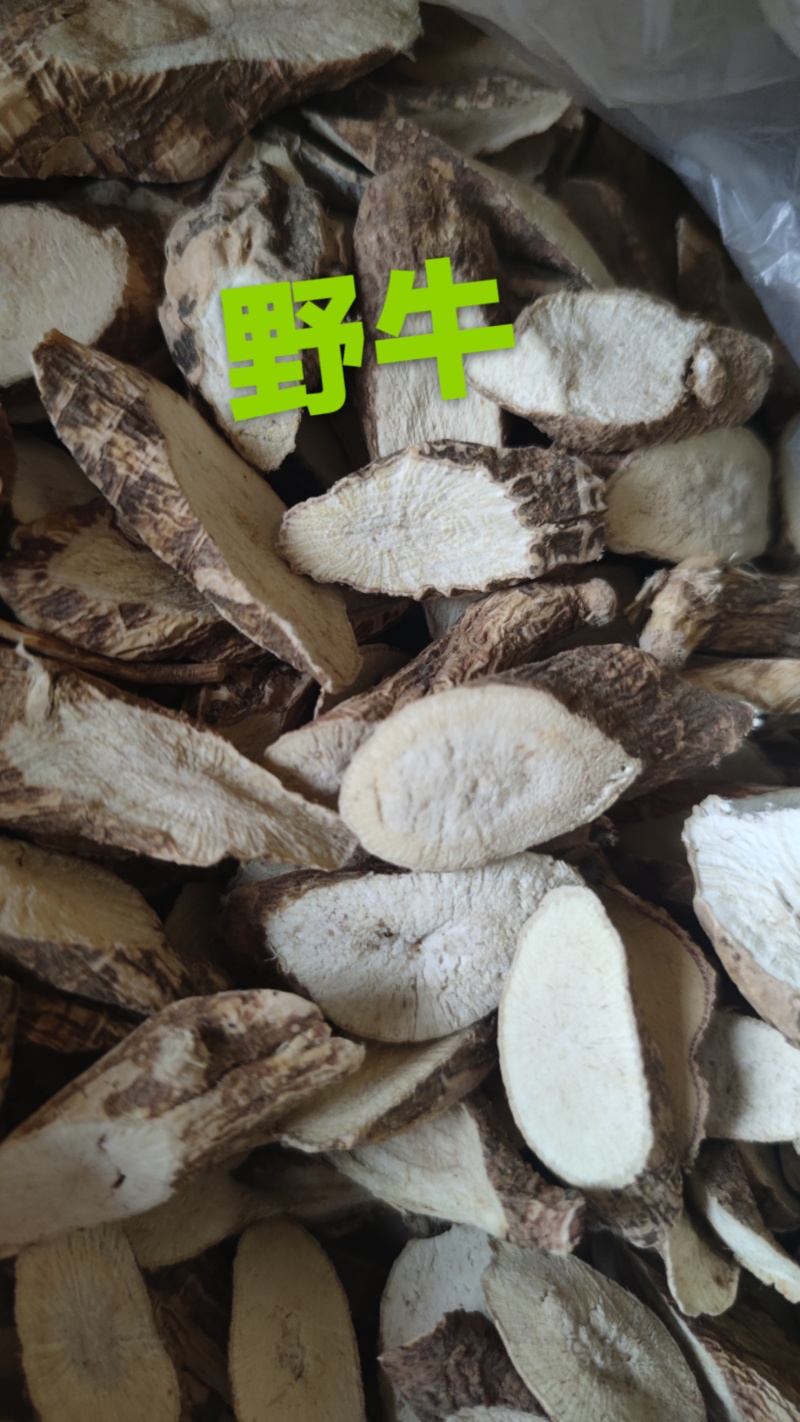 小叶牛大力野牛片