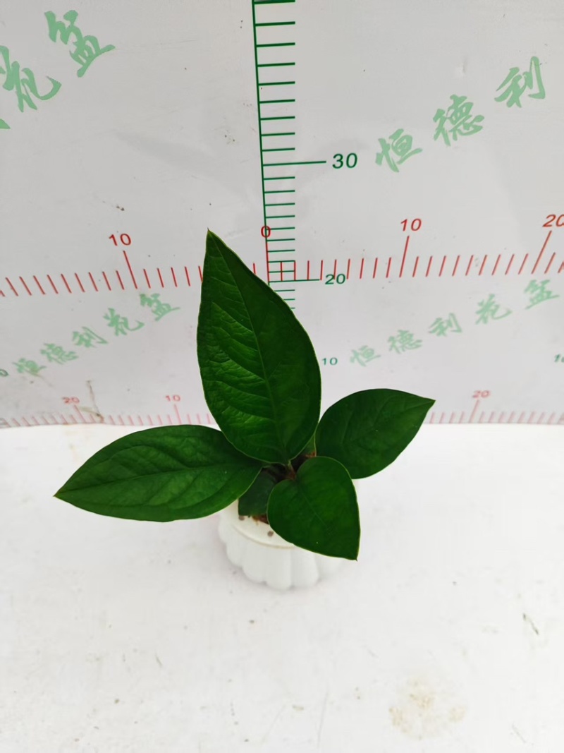 0.5加仑聚宝盆一件12颗水培聚宝盆款式多