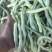 【精品】白不老芸豆大量上市价格优惠货源充足欢迎咨询