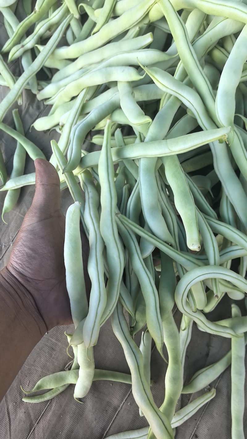 【精品】白不老芸豆大量上市价格优惠货源充足欢迎咨询