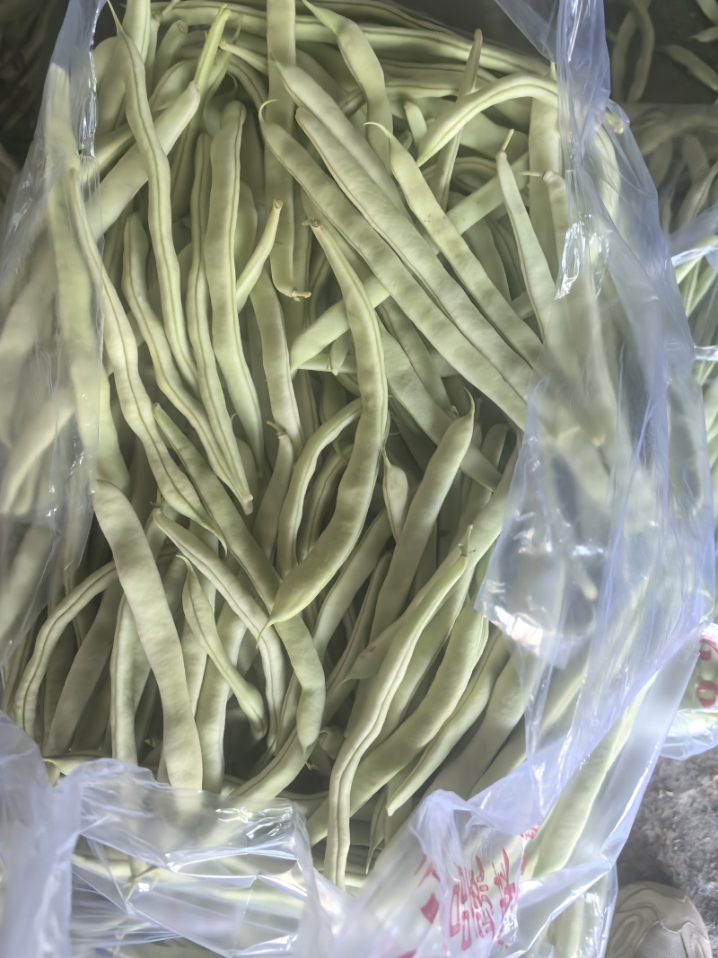 【精品】白不老芸豆大量上市价格优惠货源充足欢迎咨询