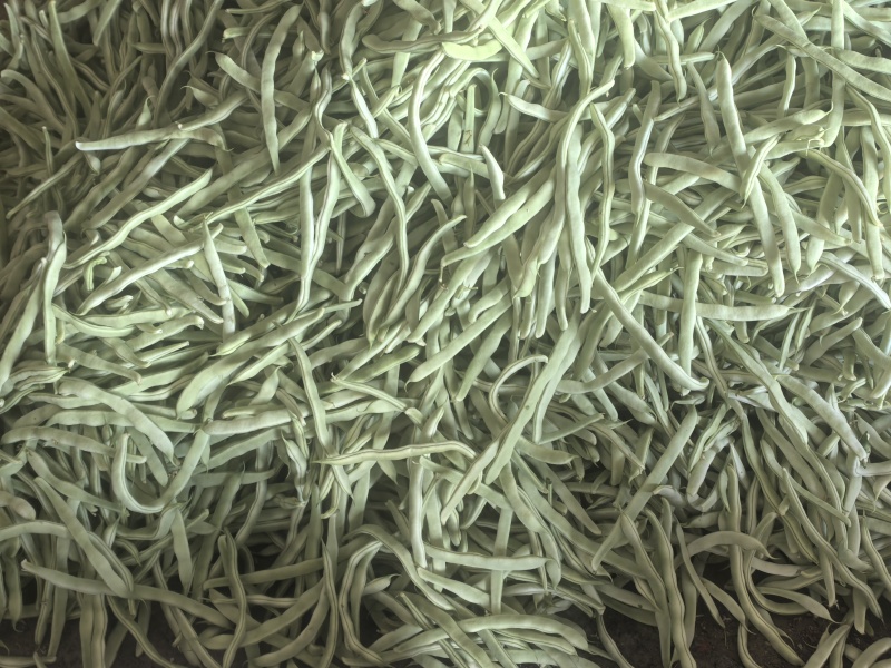 【精品】白不老芸豆大量上市价格优惠货源充足欢迎咨询