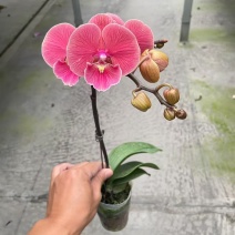 3寸大洋靓女米歇尔红柚36盆装蝴蝶兰