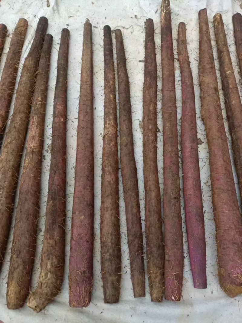 紫玉淮山种子