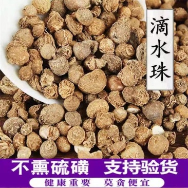 滴水珠石半夏野生货需要的下单就可以了