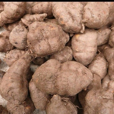 种植三年三叶青鲜，肉质白，保证质量哦！一年四季供货。