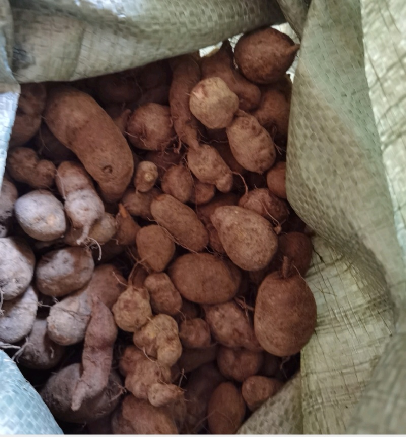 种植三年三叶青鲜，肉质白，保证质量哦！一年四季供货。