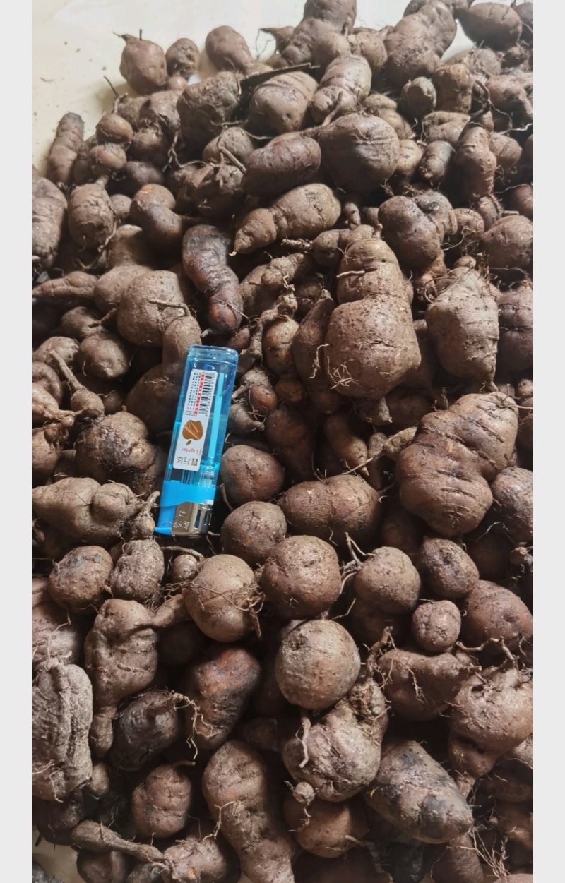 种植三年三叶青鲜，肉质白，保证质量哦！一年四季供货。