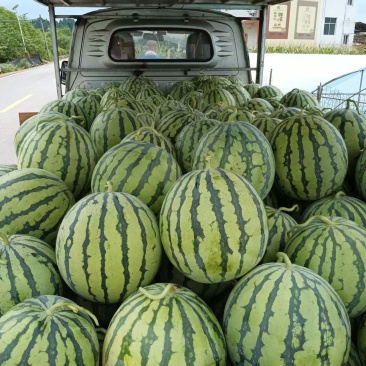 露天美都。露天红米王露天瓜等