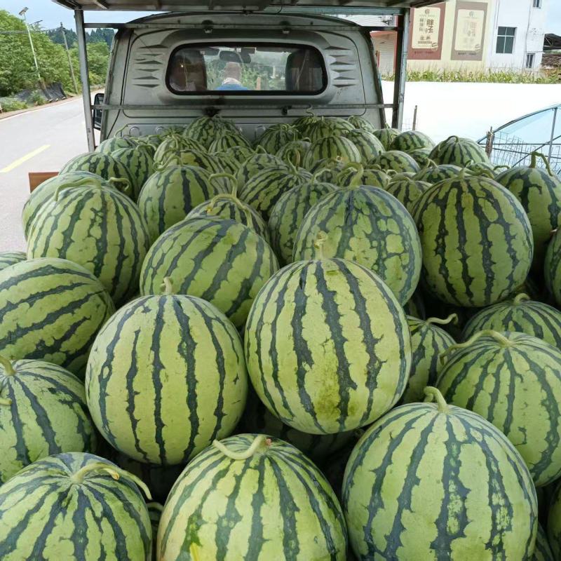 露天美都。露天红米王露天瓜等