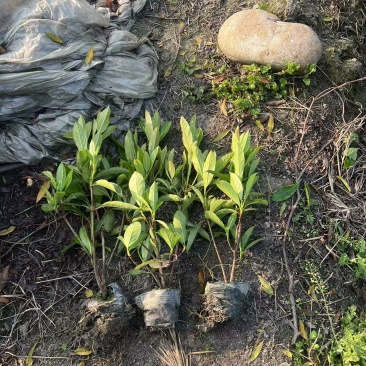 法国冬青珊瑚树容器苗，基地常年批发，各种规格，量大从优