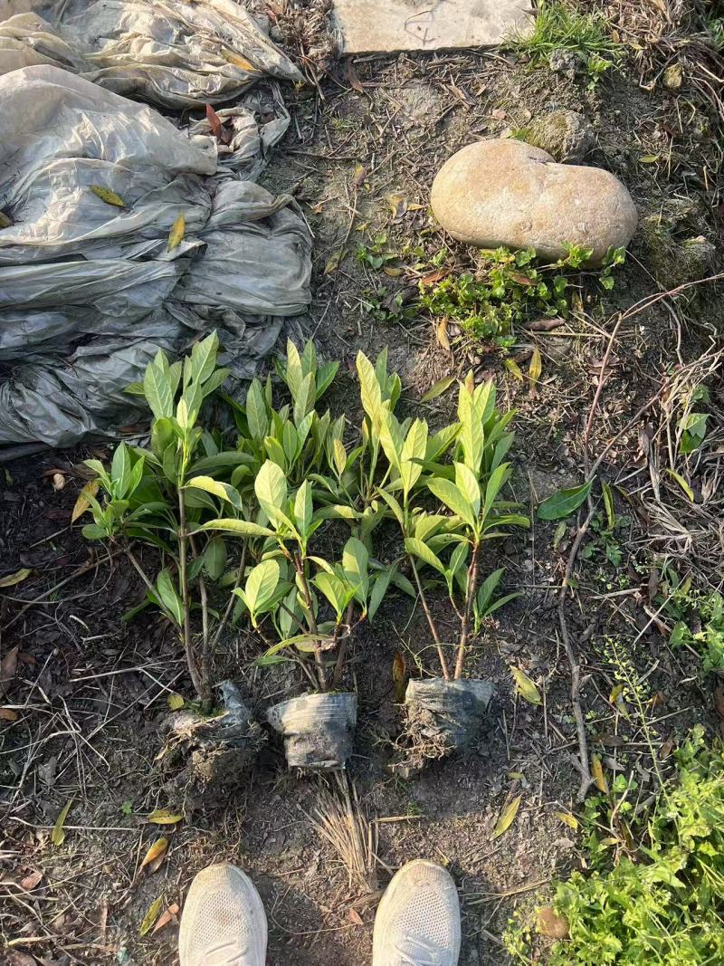 法国冬青珊瑚树容器苗，基地常年批发，各种规格，量大从优