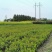 法国冬青珊瑚树容器苗，基地常年批发，各种规格，量大从优
