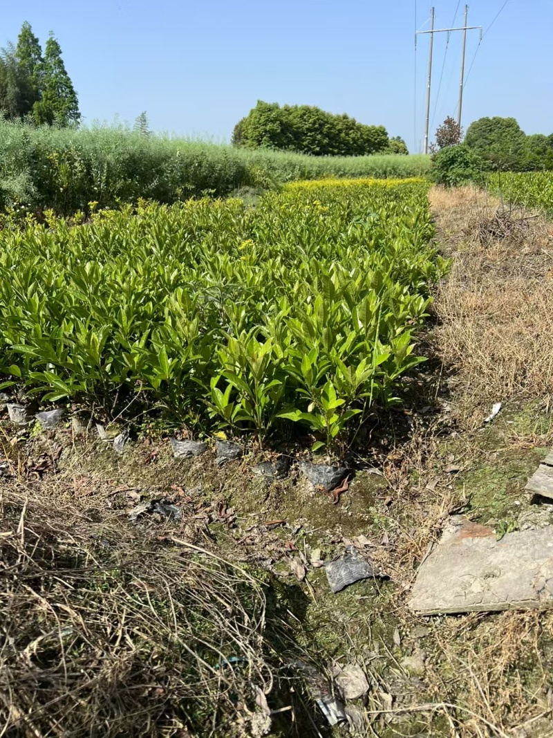 法国冬青珊瑚树容器苗，基地常年批发，各种规格，量大从优