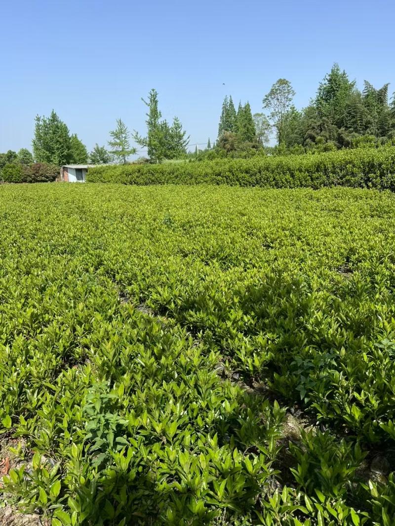 法国冬青珊瑚树容器苗，基地常年批发，各种规格，量大从优