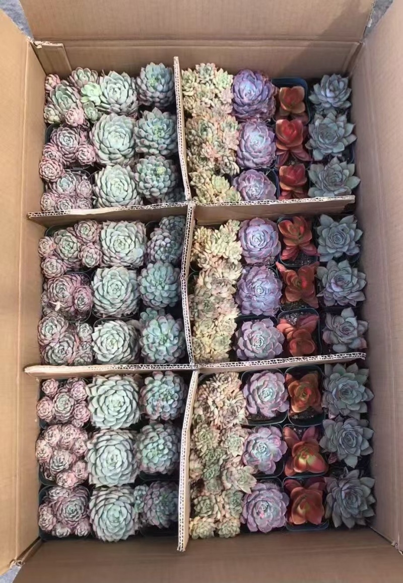 广州多肉组合随机24装