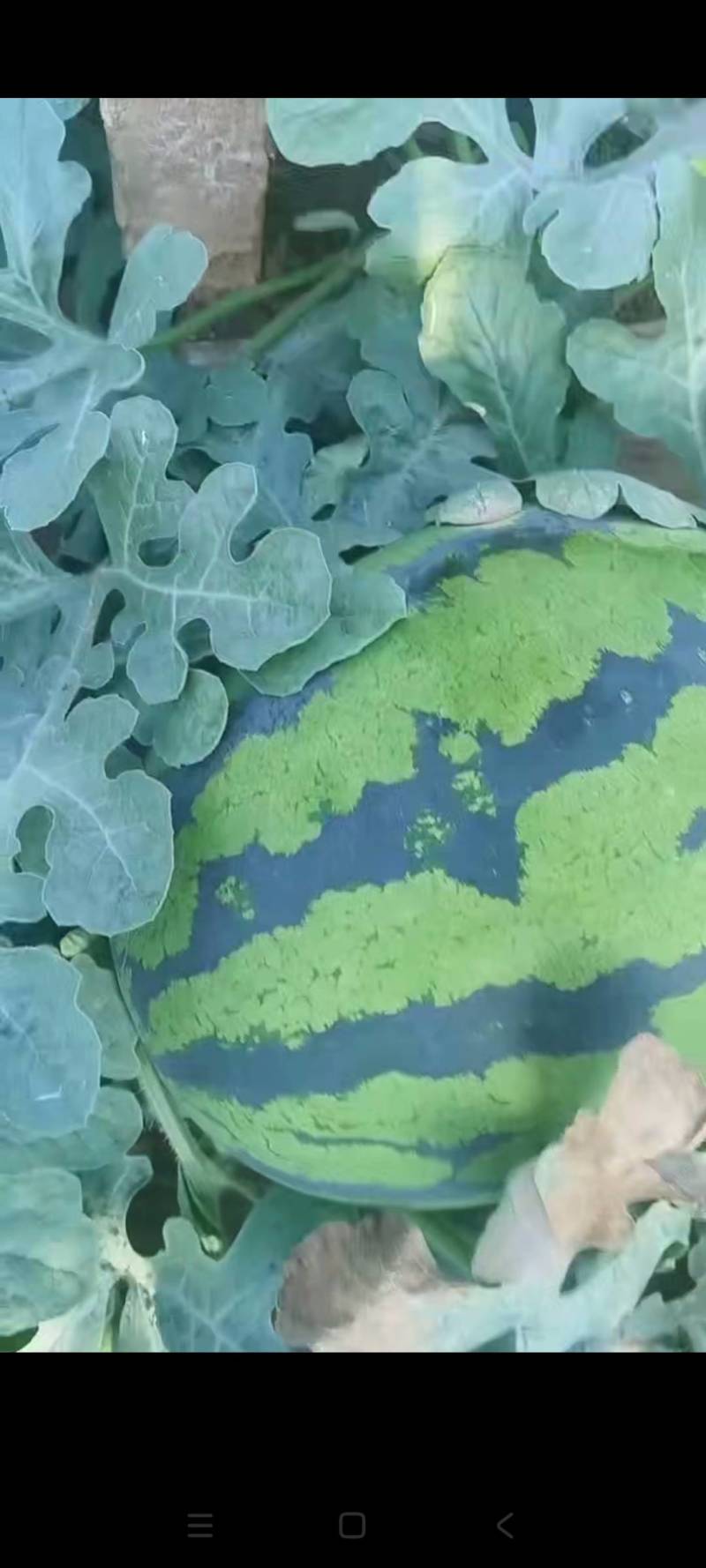 冷棚西瓜，甜王，吉冠大量上市