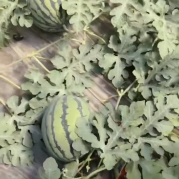 冷棚西瓜，甜王，吉冠大量上市