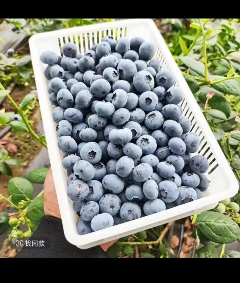 东港本地蓝莓大棚