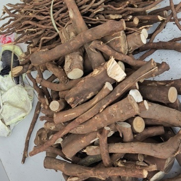 山苍子根