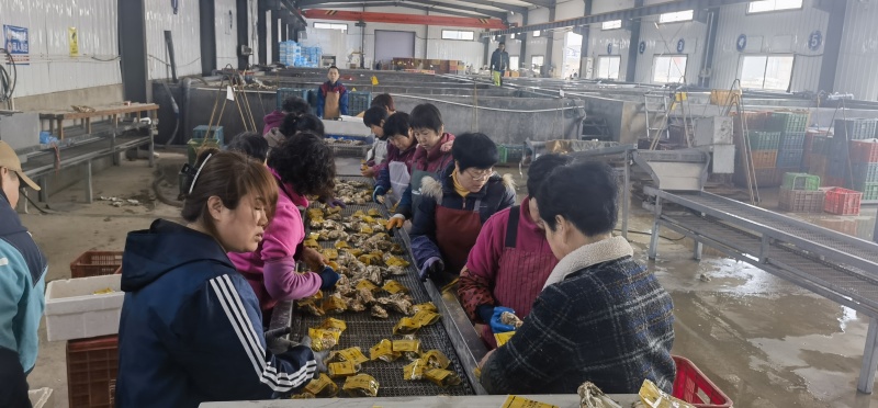 【乳山生蚝】产地直发，流通上2三倍体，中薄