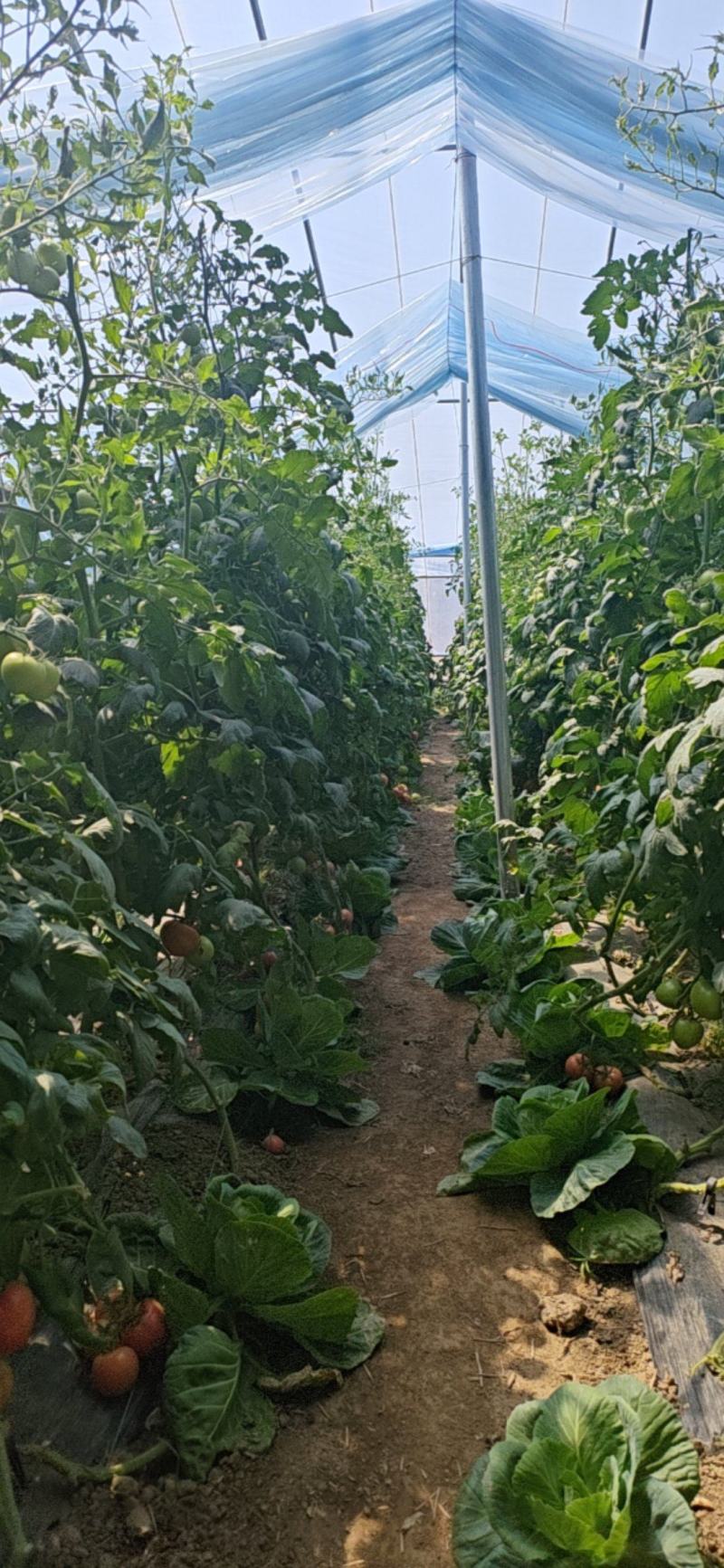 硬粉西红柿精品箱装批发,定制LOGO,助您打造自有品牌