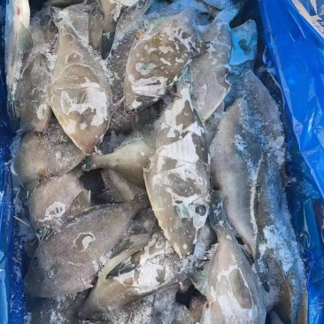 马面鱼100/150蓝尾巴
