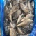 马面鱼100/150蓝尾巴
