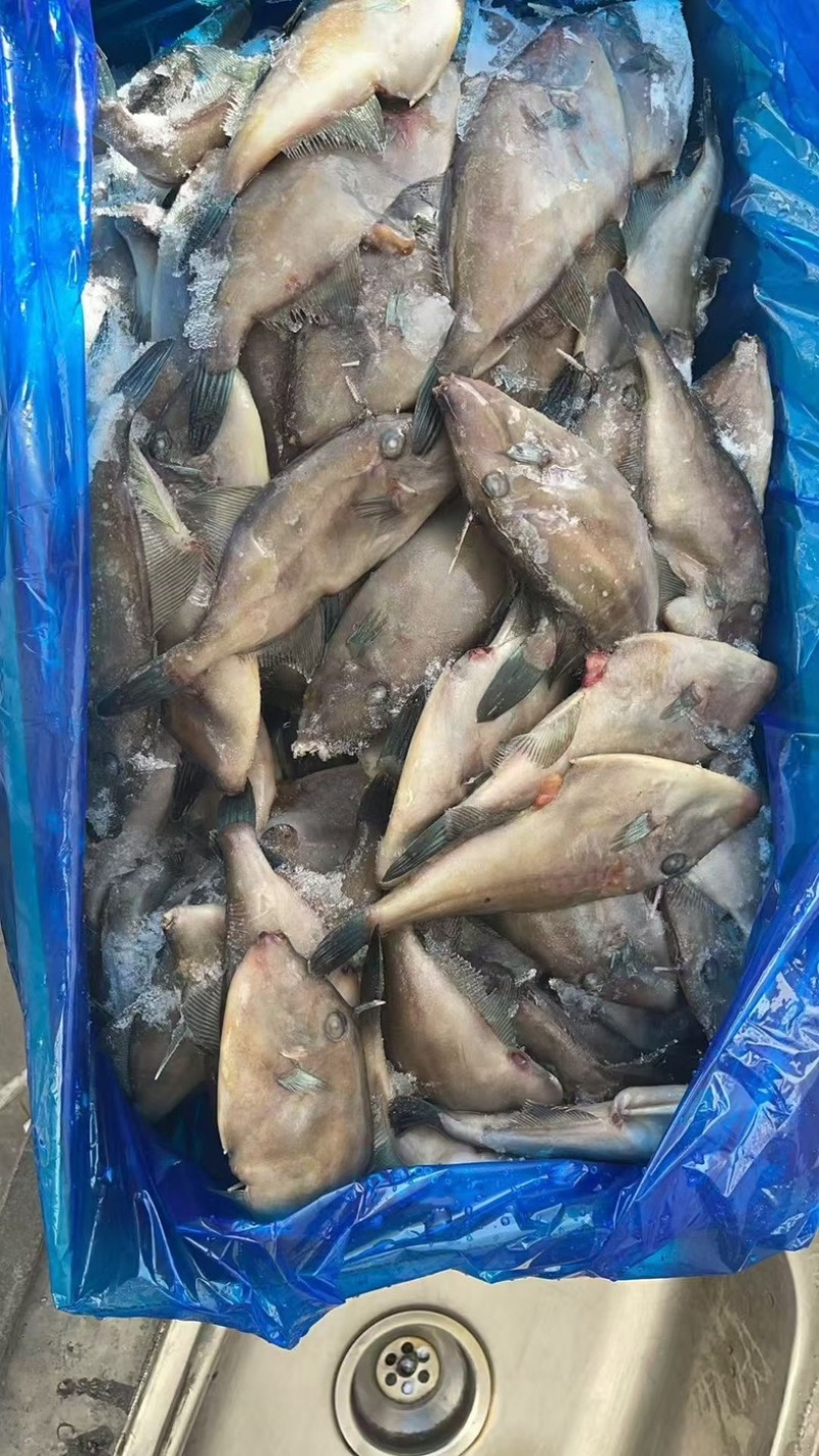 马面鱼100/150蓝尾巴
