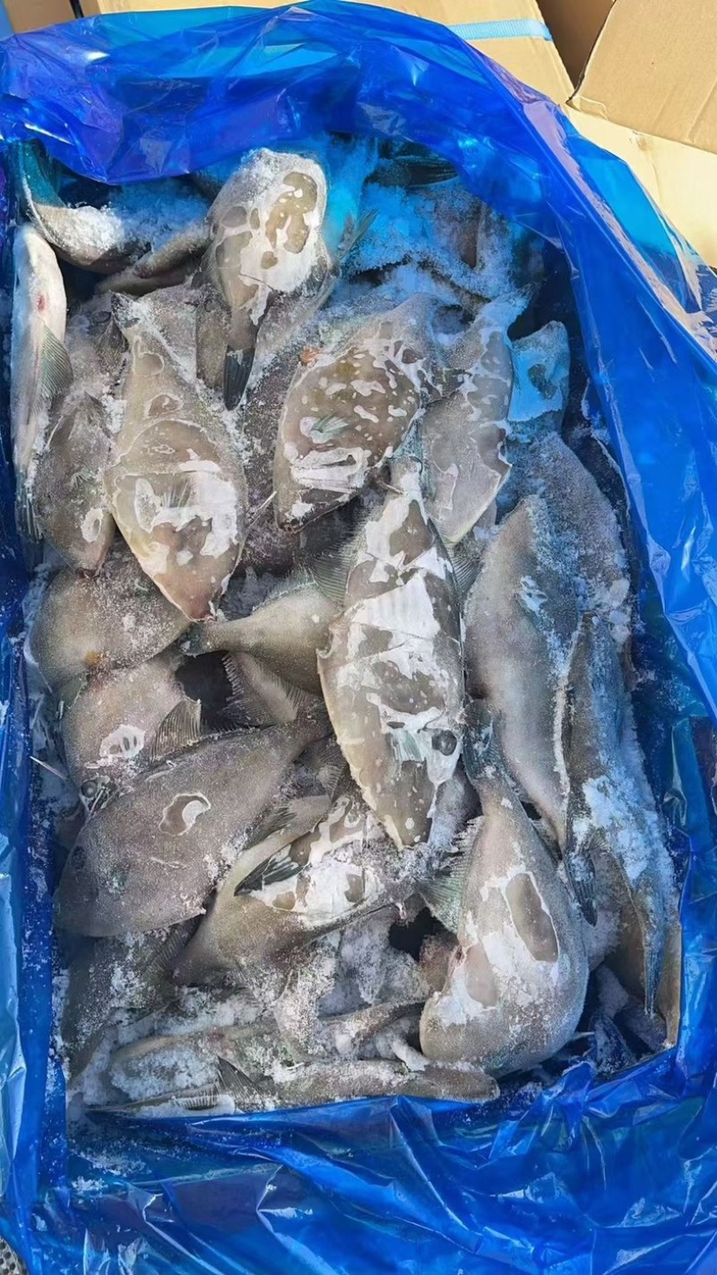 马面鱼100/150蓝尾巴