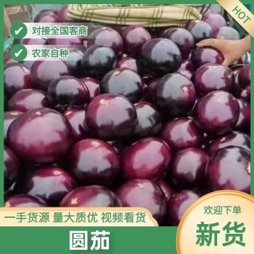 精品紫光园茄，现摘现发，产地直发，保证质量，一条龙服务！