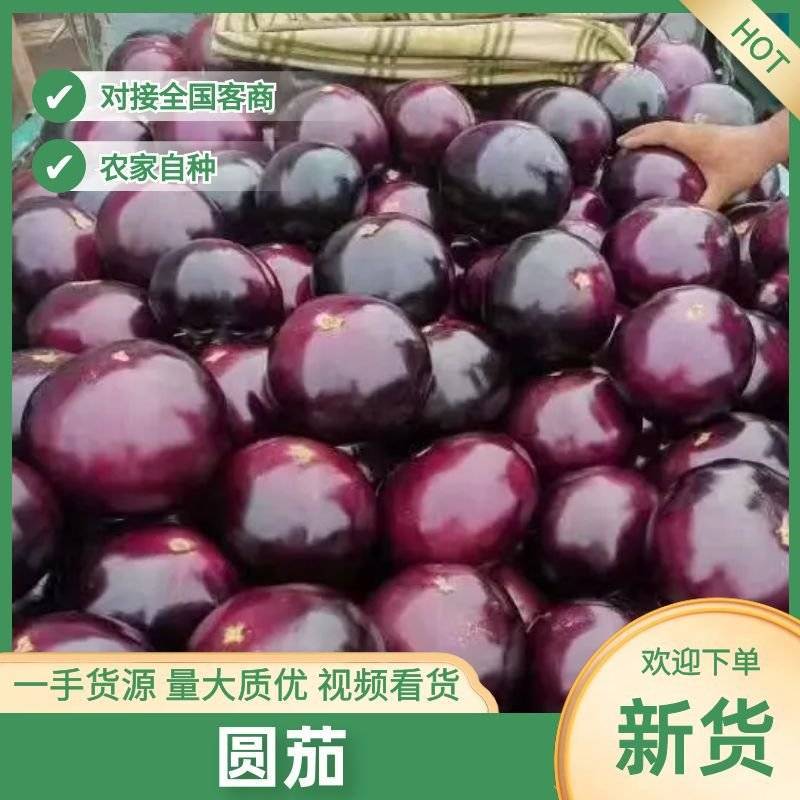 精品紫光园茄，现摘现发，产地直发，保证质量，一条龙服务！