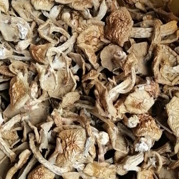 黑龙江滑子菇