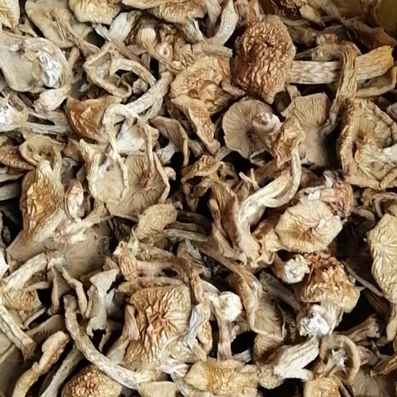 黑龙江滑子菇